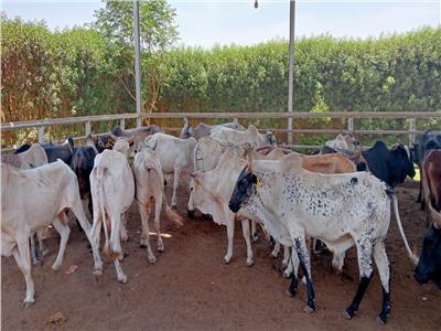 التموين:  استقبال أكثر من 25 ألف رأس ماشية استعداد لعيد الاضحى 