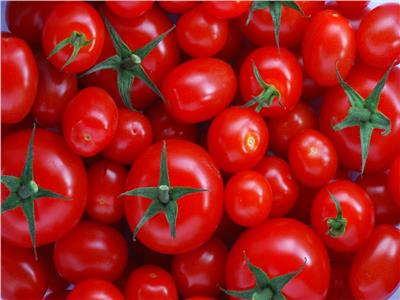 «نقيب الفلاحين» يتوقع إصابة الطماطم بالجنون خلال أيام لهذه الأسباب