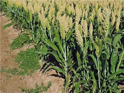 نقيب الفلاحين: الذرة الرفيعة أكثر المحاصيل الصيفية تأثر بارتفاع درجات الحرارة