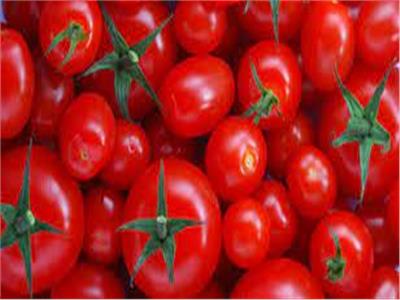 «نقيب الفلاحين» يكشف سبب انخفاض أسعار الطماطم 