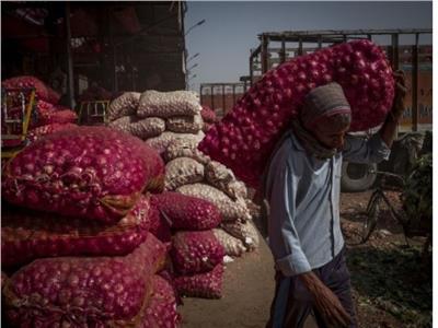  الهند تحظر صادرات البصل بعد منع القمح والأرز