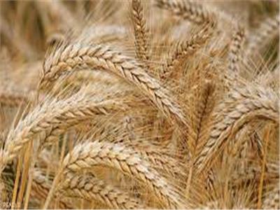 الزراعة : 1600 جنيه «لأردب القمح» سعراً استرشادياً 