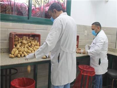 "الزراعة تكشف عن نشاط مشروع مكافحة العفن البني في البطاطس 