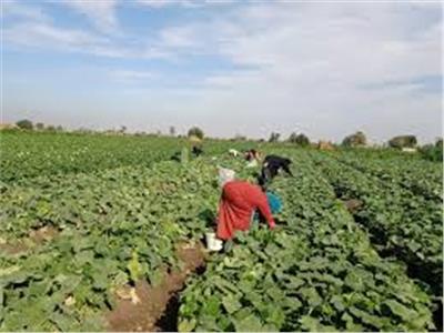 دراسة : العاملات الزراعيات في مصر تتعرضن لأنواع مختلفة من العنف والمخاطر أثناء عملهن ."