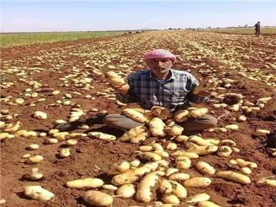 البطاطس المصرية تغزو الأسواق المغربية.. والفراولة الطازجة تصل كندا
