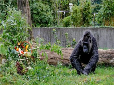 حديقة الحيوان في برلين تحتفل بعيد ميلاد أكبر غوريلا معمرة