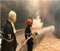 مقتل 65 على الأقل في حرائق الغابات بالجزائر