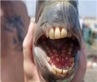 سمكة مخيفة ذات «أسنان بشرية»