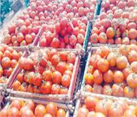 «الزراعة» تكشف موعد انخفاض أسعار الطماطم 