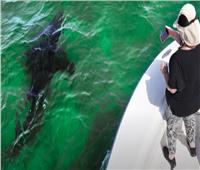 ازدهار سياحة أسماك القرش على سواحل أمريكا