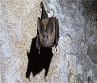 علماء يعثرون على 3 فيروسات مماثلة لكوفيد-19 في خفافيش تعيش في كهوف بدولة لاوس