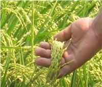 تعرف على توصيات لمزارعى الأرز خلال شهر أكتوبر