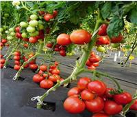  7 أسباب وراء تلف محصول الطماطم .. تعرف عليها 