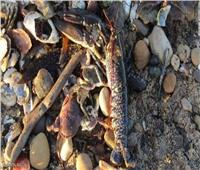 آلاف المخلوقات ميتة على الشاطئ في بريطانيا