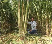 "الزراعة":  ارشادات لمزارعي محصول قصب السكر خلال نوفمبر