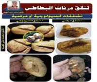 «الزراعة» لمزارعي البطاطس: تشقق الدرنات قد يزداد.. وسببه مناخي أو مرضي 