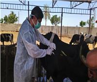 تحصين 252 ألف رأس ماشية ضد الأمراض الوبائية بالغربية