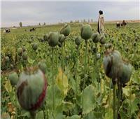الامم المتحدة: افغانستان أعطت للعالم 360 طن هيروين نقي خلال العام الجاري