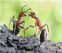 النمل القافز يعيد مرونة المخ ويمنع الشيخوخة