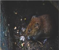 دراسة تحذر من أن الفيروس التاجي التالي قد يأتي من الفئران!