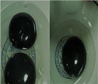 إوزة تضع بيضاً صفاره باللون الأسود