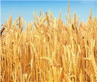 «البحوث الزراعية»: برنامج تدريبى عن مكافحة امراض محصولى القمح و الشعير 