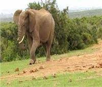 فيل يقتل امرأة وطفلها دهساً تحت أقدامه في زيمبابوي