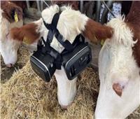 مزارع يستخدم سماعات VR لتحسين الحالة المزاجية لـ الأبقار