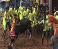  مهرجان لمصارعة الثيران في الهند يتحدى كورونا