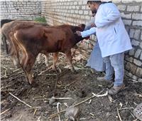 قوافل بيطرية لتحصين الماشية ضد الحمى القلاعية