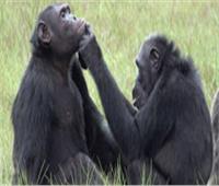 دراسة: الشمبانزي يستعين بالحشرات في علاج الجروح