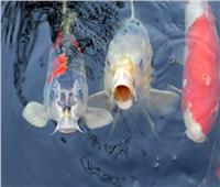 “أسماك ثرثارة”.. الأسماك تتواصل بالأصوات
