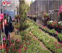 نباتات الزينة المصرية تصل للعالمية بسبب سلالتها النادرة