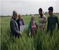 حملات لمكافحة الآفات الزراعية لحماية المحاصيل الشتوية بالدقهلية