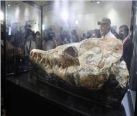 حفرية لجمجمة حيوان بحري مفترس عمره 36 مليون عام