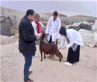  بحوث الصحراء ينظم قافلة بيطرية لعلاج ماشية المزارعين وصغار المربين  بشمال سيناء 