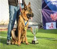 مسابقة لأختيار أجمل كلب فى ليبيا