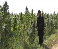 «طالبان» تحظر زراعة القنب والاتجار في المخدرات بجميع أنحاء أفغانستان