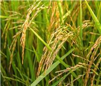الزراعة: توفير تقاوى لزراعة 724 ألف فدان أرز