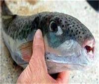 الصحة تحذر من اخطر انواع السمك .. وتسبب الوفاة خلال 8ساعات 