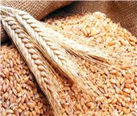 تراجع أسعار القمح عالميا بمستهل الأربعاء..والتموين تؤكد على عقد اتفاقات مباشرة مع الموردين 