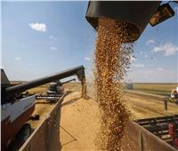 ارتفاع أسعار القمح عالميا.. و«التموين» تواصل استلام المحصول المحلي