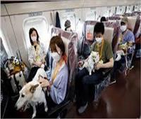 رحلة مخصصة للكلاب على قطار سريع في اليابان| الأغرب من نوعها