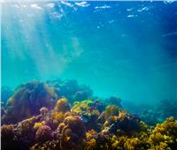علماء..الشعاب المرجانية تكافح نمو السرطان
