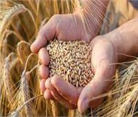 تراجع أسعار القمح عالميًا.. و«التموين تعزز» المخزون بـ465 ألف طن