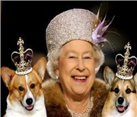 ملكة بريطانيا لا تغضب وتحب الكلاب والخيول لانها لا تعرف انها الملكة