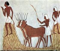 القمح .. المصريون القدماء قدسوه وربطوه بالخصوبة واحتفلوا به وقت الحصاد