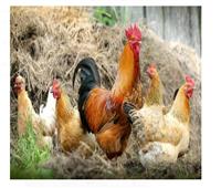 دراسة : عام 500 قبل الميلاد .. البشر عبدوا الدجاج قبل ان يكتشوفوا انها لذيذة