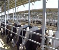 الخبراء: مجمع الإنتاج الحيواني يحقق الاكتفاء بتعزيز سلالات الماشية