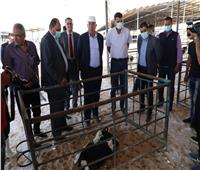وزير الزراعة يتفقد مزرعة الإنتاج الحيواني وتصنيع الألبان بالنوبارية